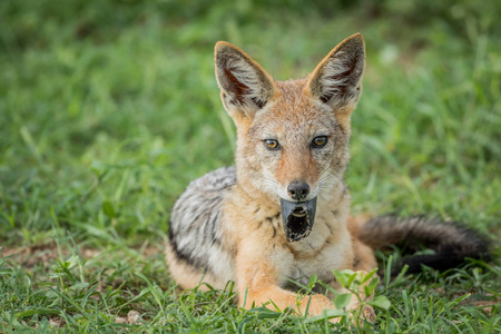 野生黑背豺狗害羞的黑背的豺在山边觅食草原上的豺狼正在摆姿势观看