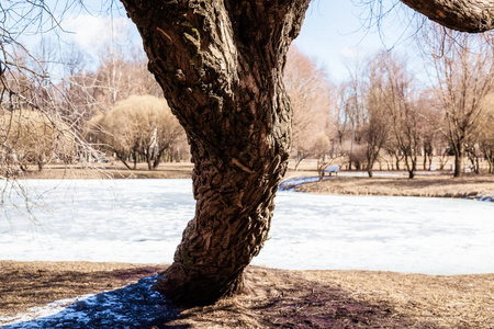站在湖上公园岸边的一棵树图片