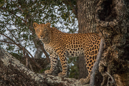 一只豹子走在树上的树枝上照片