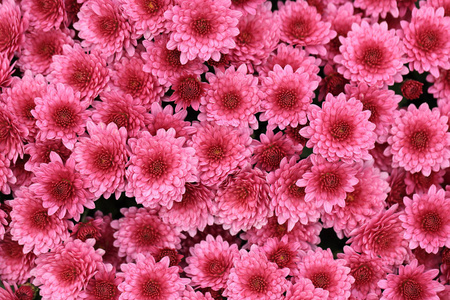 粉色菊花花瓣图片