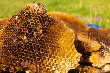 蜜蜂，蜂蜜蜂窝状 蜂窝 养蜂 蜂蜜 野生 蜂蜡