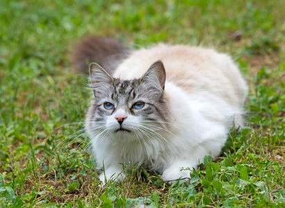 在花园里只布偶猫图片