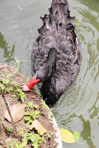 在池塘中的黑天鹅图片