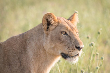 狮子咆哮的侧面视图图片
