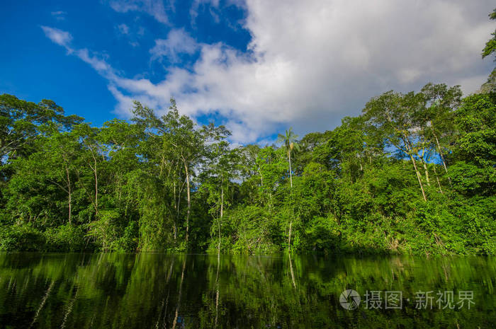 茂密的植被在亚马逊雨林中cuyabeno野生动物自然保护区国家公园南美洲