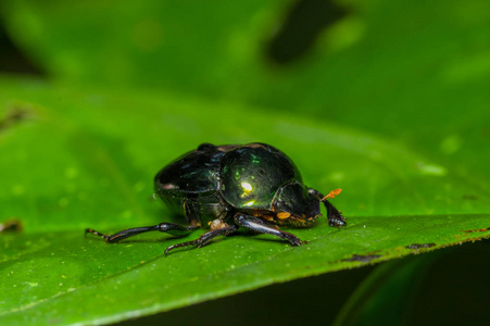 厄瓜多尔 cuyabeno 国家公园的亚马逊雨林内一片绿叶上的亚马逊甲虫