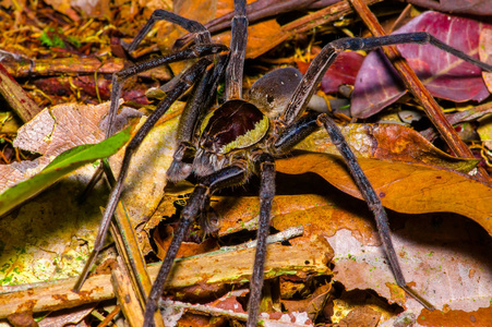 在木材中的昆虫蜘蛛图片