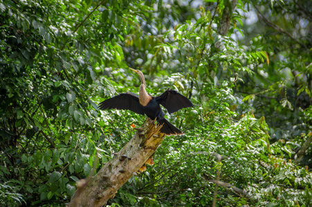 在一个分支，在亚马逊雨林中 Cuyabeno 国家公园在厄瓜多尔的蛇鸟或 snakebird sittting