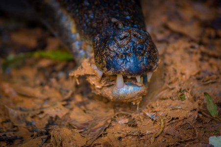 在 Cuyabeno 河 Cuyabeno 野生动物保护区 厄瓜多尔银行浑水的凯门鳄口的特写