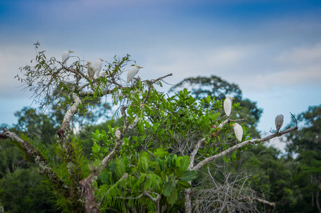 可爱的鹭鸟在其自然的环境，坐在 Cuyabeno 国家公园，厄瓜多尔的亚马逊雨林内水生树的枝干上拍到的镜头