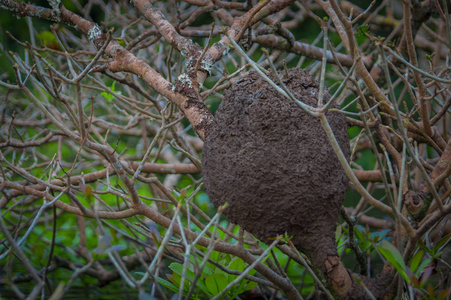 厄瓜多尔库亚贝诺野生动物保护区树木中的泥白蚁巢穴照片