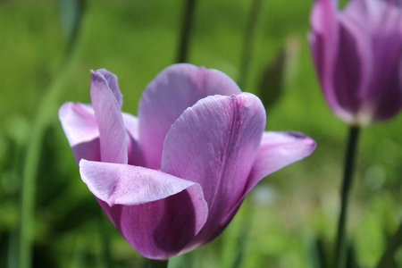 在一座绿色的紫色和粉色郁金香春天背景