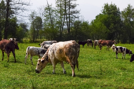 Bovinae亚科驯养的牛又称奶牛哺乳动物