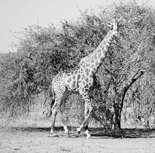在南非野生动物保护区和长颈鹿图片