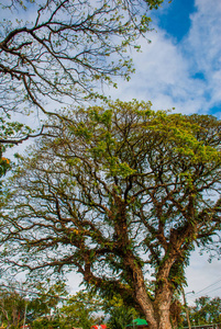 绿色的树在蓝天的背景, 镇瓦伦西亚, 岛内格罗斯