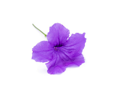 ruellia 荸荠花