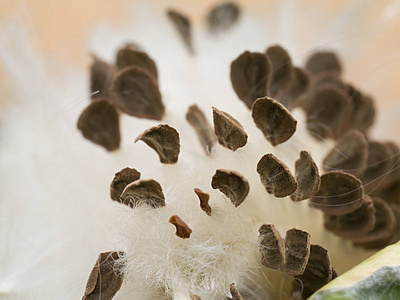 Calotropis 柏种子的特写