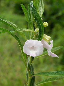 芝麻花和种子在树上