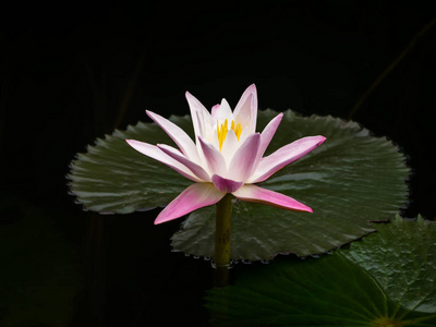 水百合花与叶子在黑暗的水