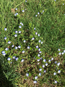 户外草和花