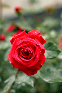 多雨的红玫瑰图片