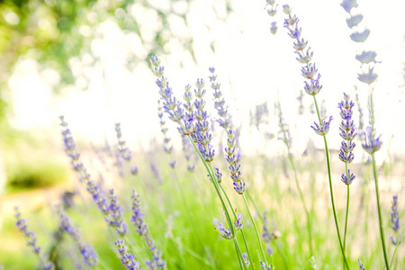 薰衣草花夏季