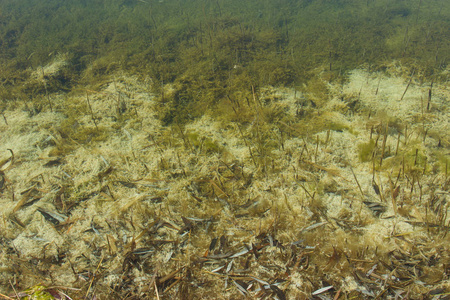 沼泽水图片-沼泽水素材-沼泽水插画-摄图新视界