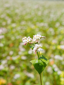 fagopyrum 荞麦 植物