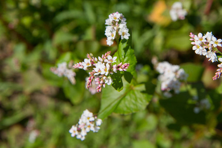 fagopyrum 荞麦 植物