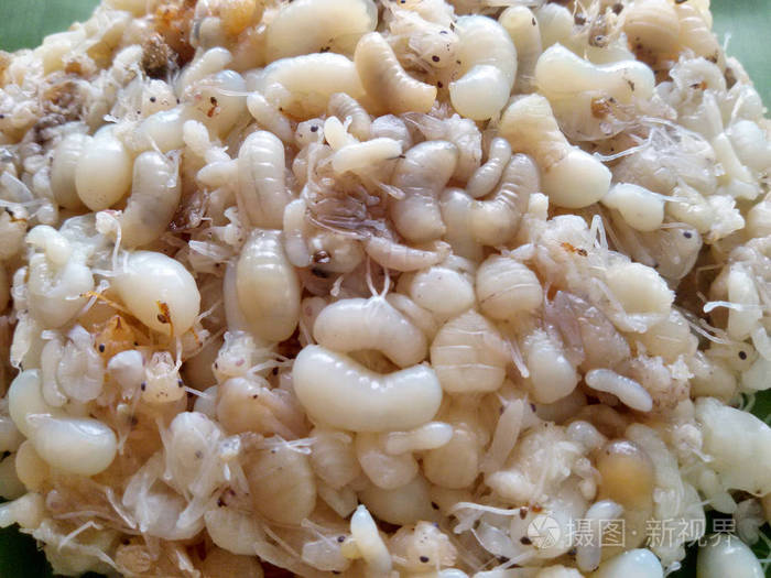 香蕉叶上的蚂蚁蛋