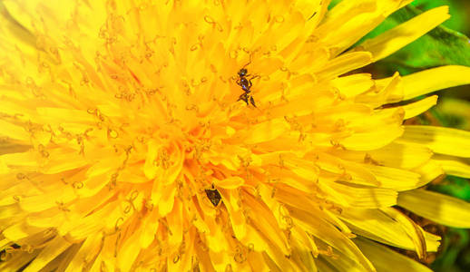 dandelion 大计划, 花瓣让他爬蚂蚁