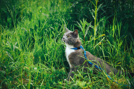 灰色的宠物猫与皮带在后院中徘徊。年轻可爱的雄性猫咪穿束走在草坪上有解除的尾巴。宠物在公园里的绿草上行走户外探险