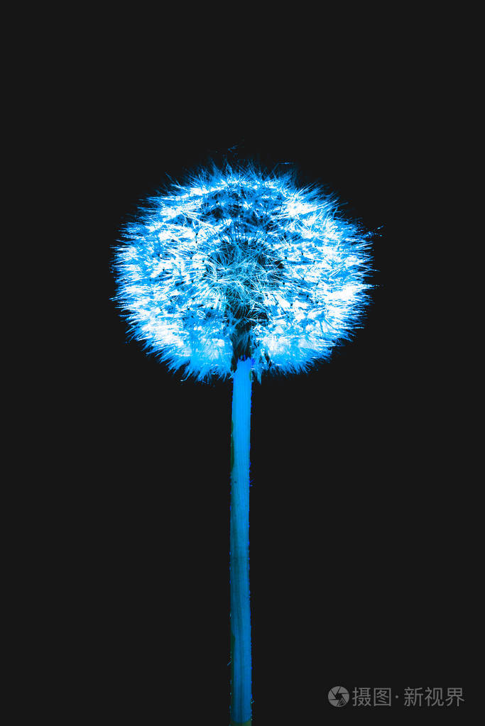 在黑色背景上的彩色蒲公英的花