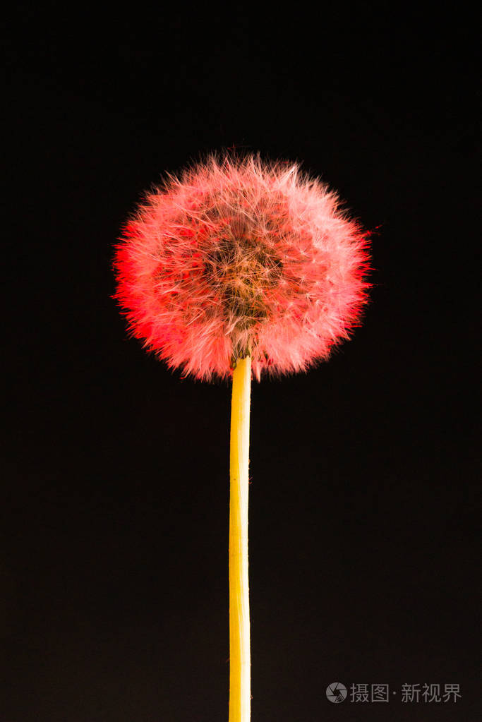 在黑色背景上的彩色蒲公英的花