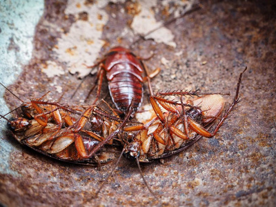 棕斑蟑螂图片