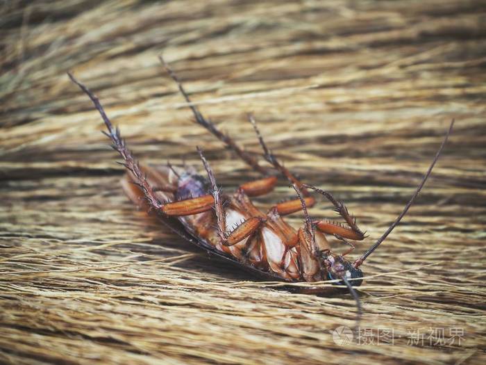 棕色的蟑螂的特写