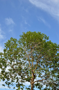 蓝天上的大树图片