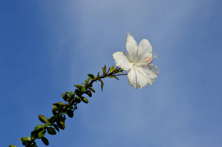 白色芙蓉花对蓝天