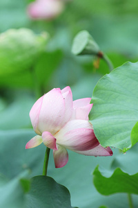 美丽的莲花在池塘盛开