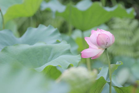 美丽的粉红色莲花和莲花花蕾