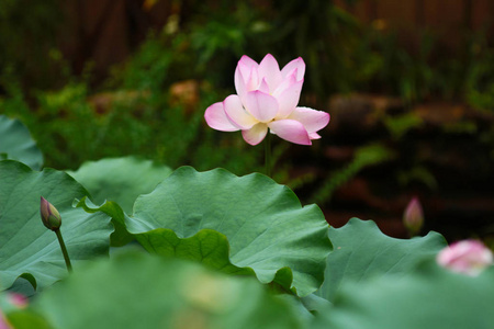 粉红色的莲花芽和绿叶关闭