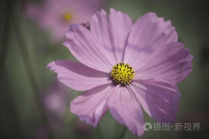 近景美丽的粉红色花宇宙紫色内环和黄色花粉照片 正版商用图片0yow9b 摄图新视界
