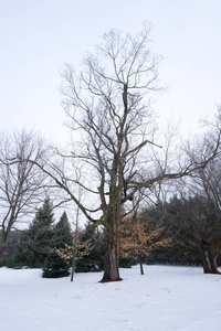 农村场景在白天与树木在雪