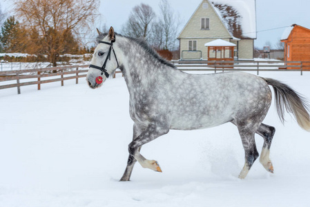 美丽的灰色马跳过了冬天的旷野