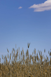蓝色的天空和云彩的柔焦 特写 农业背景对小麦的金耳朵