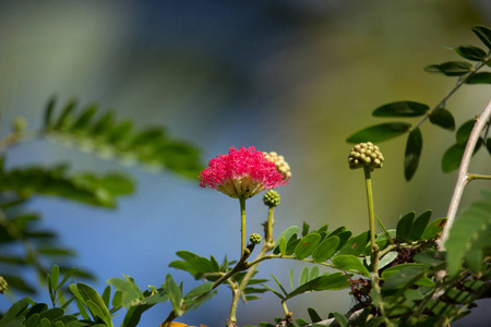 粉红花粉泡芙或头粉泡芙