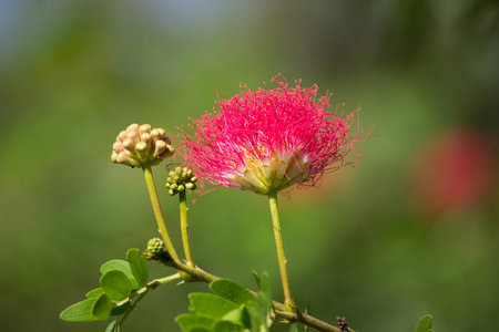 粉红花粉泡芙或头粉泡芙