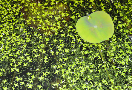 荷叶和水草漂浮在池塘表面照片