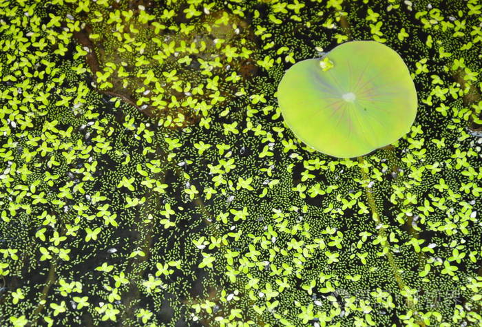 荷叶和水草漂浮在池塘表面