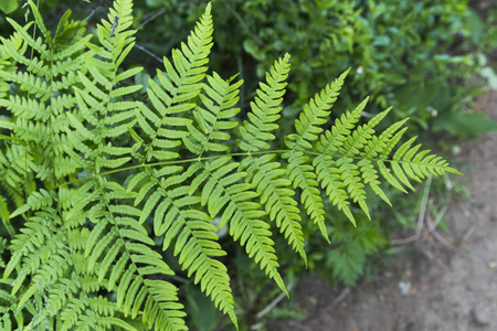 森林蕨类植物板料在灌木